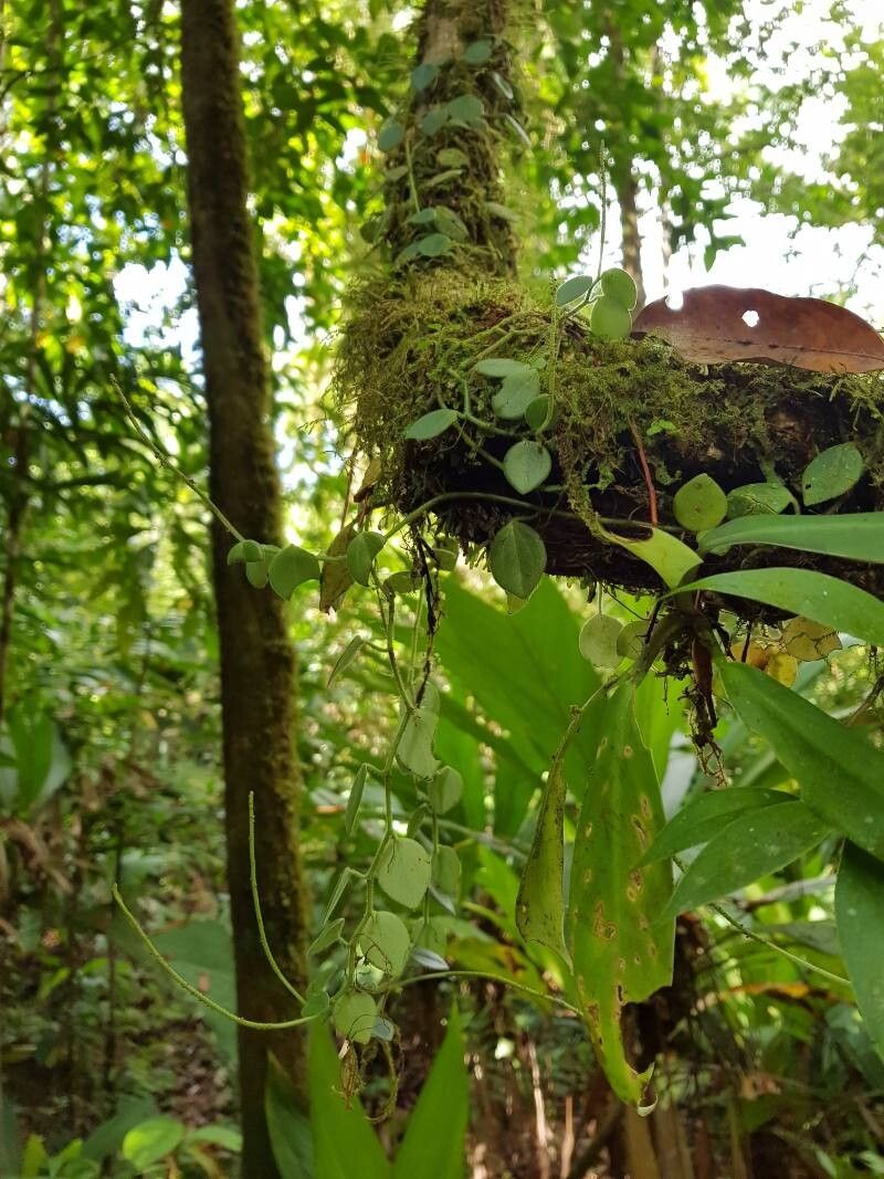 Peperomia pseudohirta — houseplant care guide