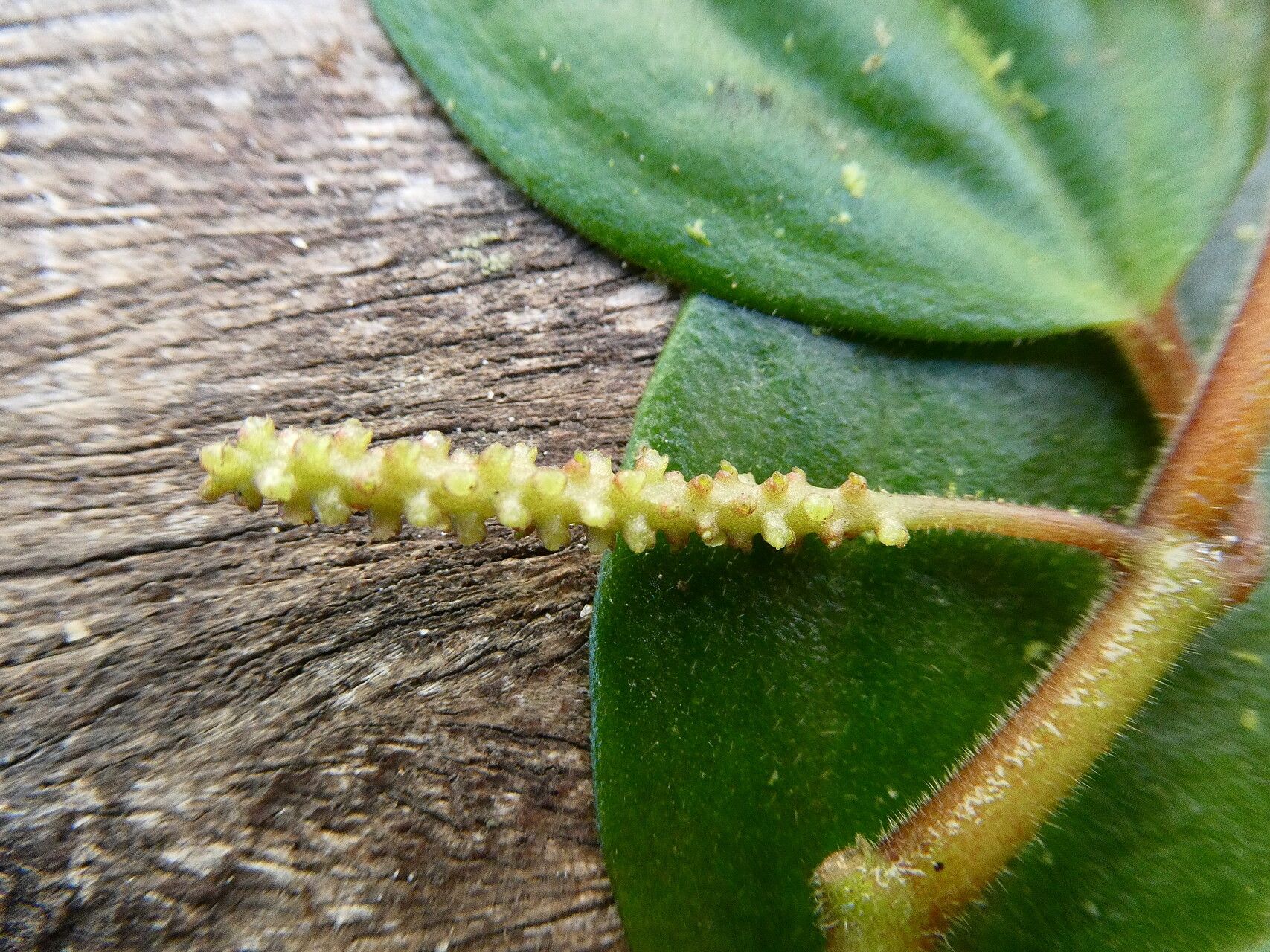 Peperomia hirtella flower