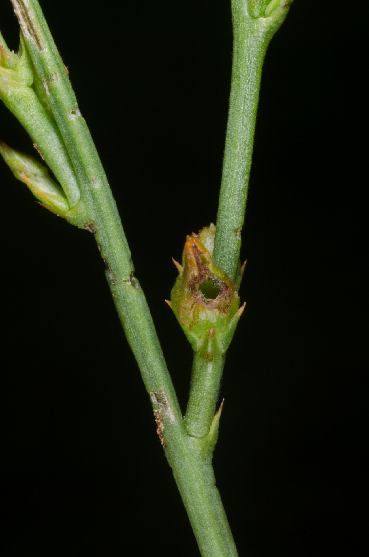 Thesium filipes — search result for 'Thesium'