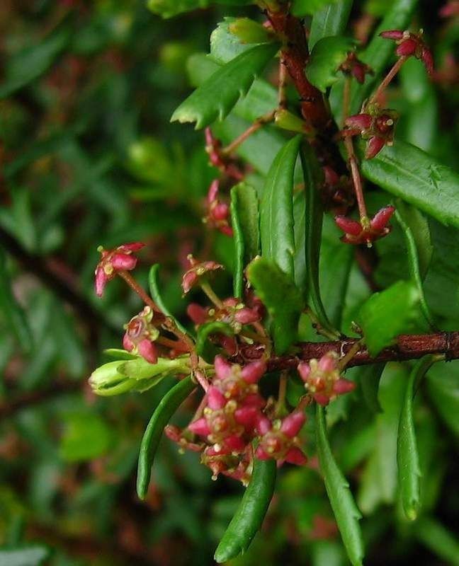 Paxistima canbyi fruit