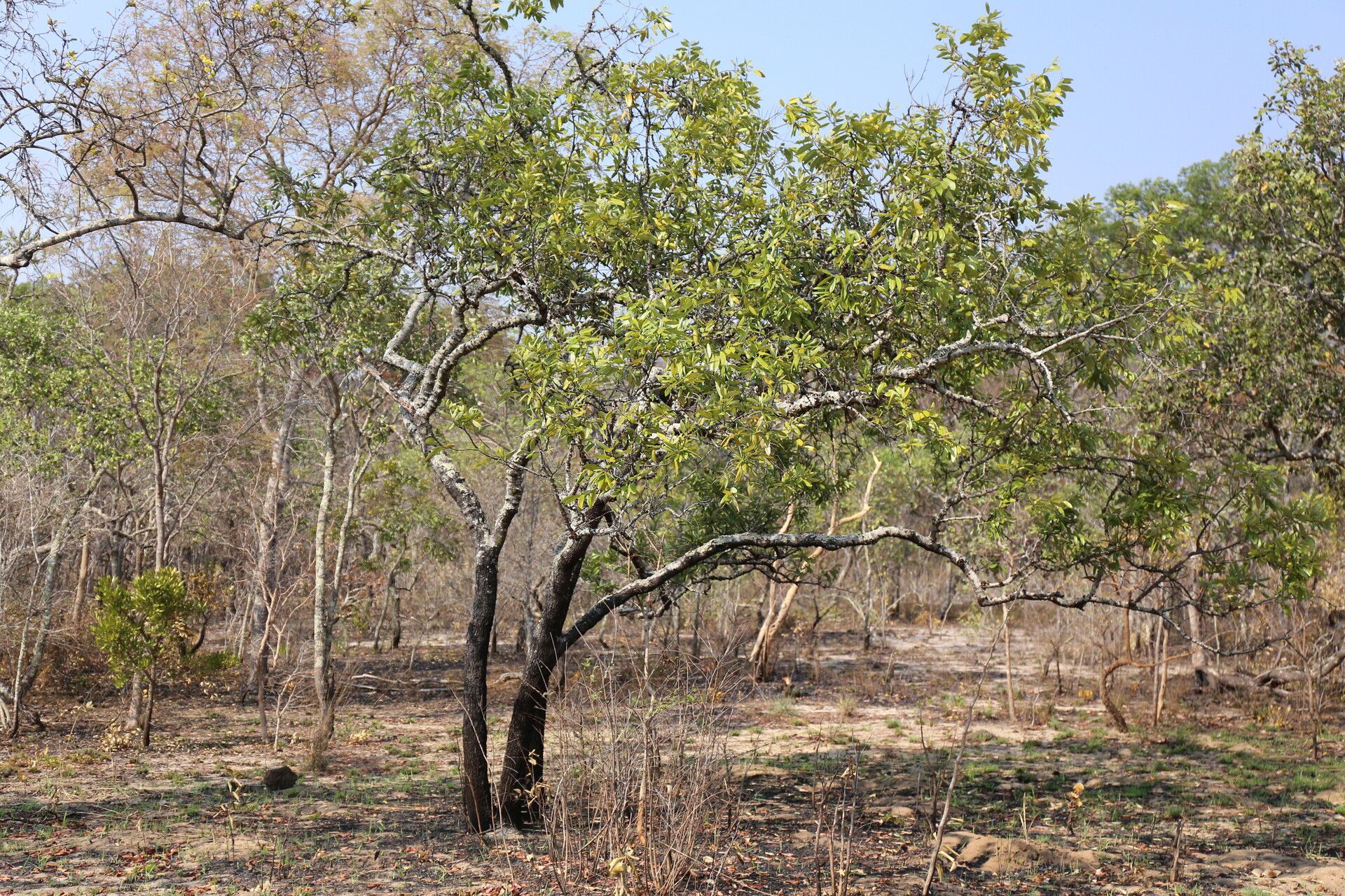 Diospyros batocana habit