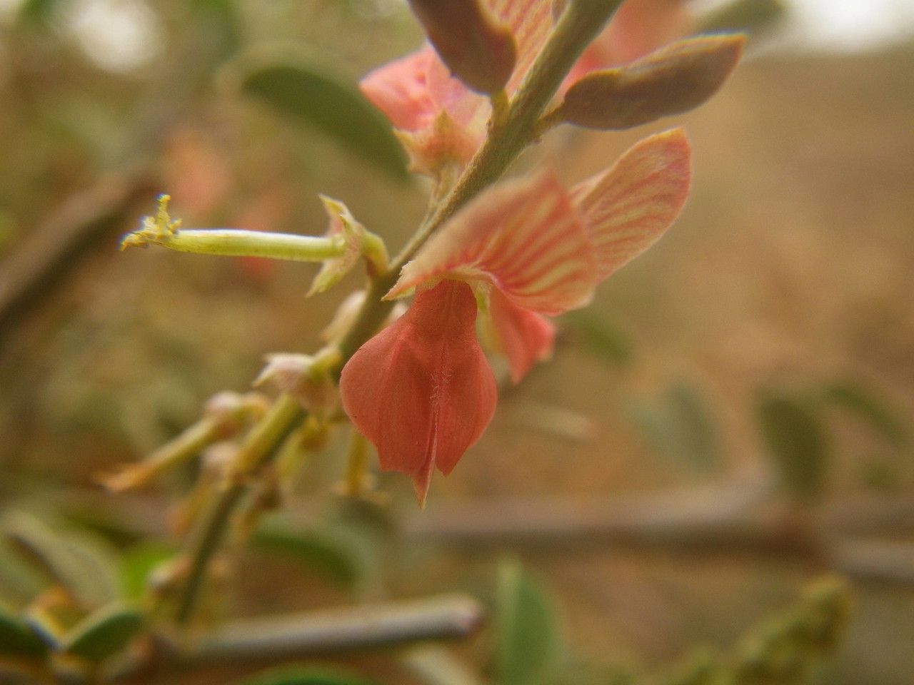 Indigofera oblongifolia flower