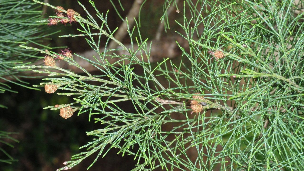 Gymnostoma australianum fruit