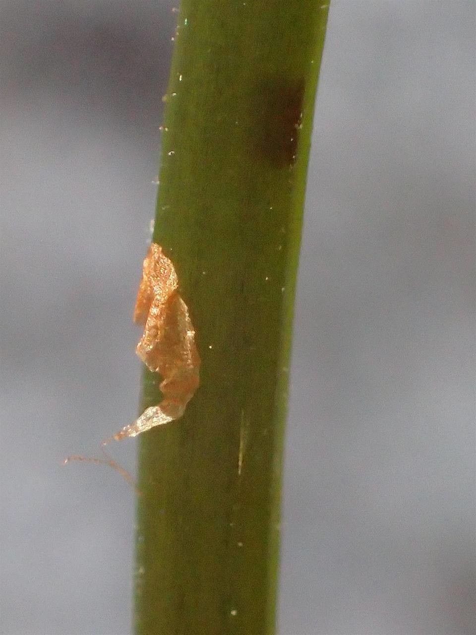 Gymnocarpium dryopteris bark