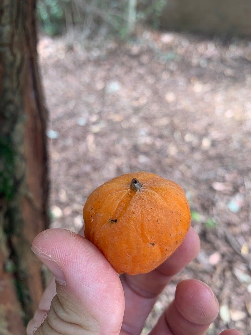 Eugenia ternatifolia fruit
