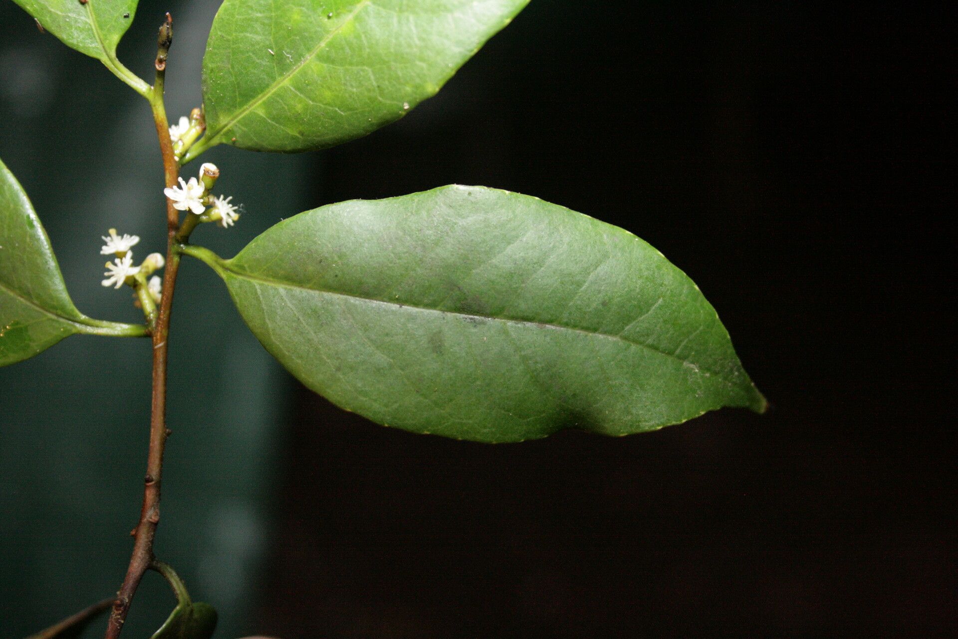 Symplocos cochinchinensis — houseplant care guide