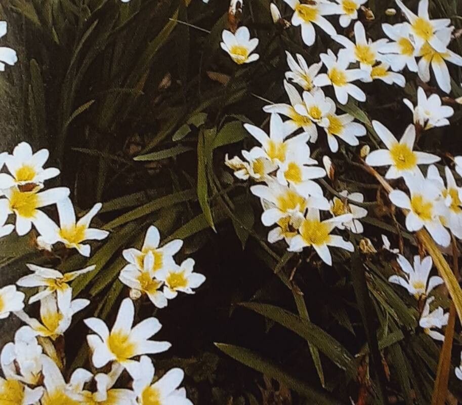 Sparaxis grandiflora — related species from the same genus