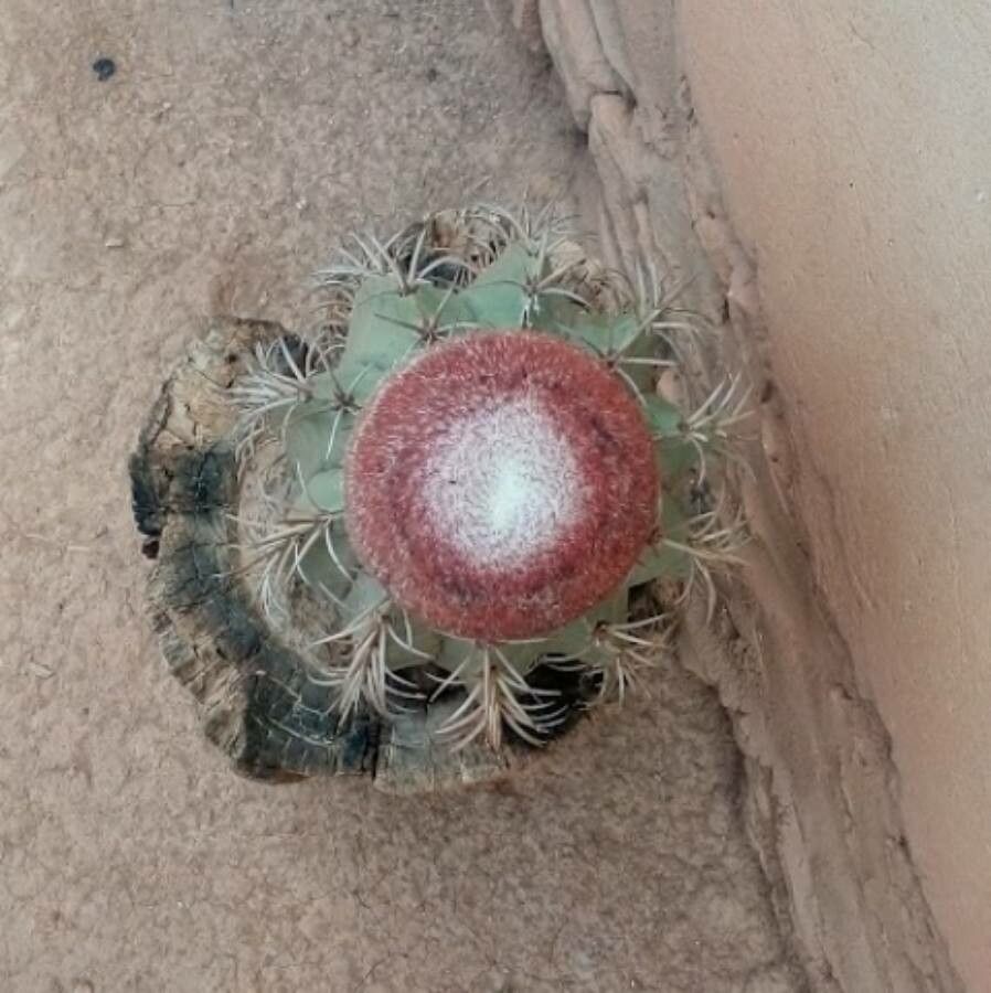 Melocactus matanzanus flower