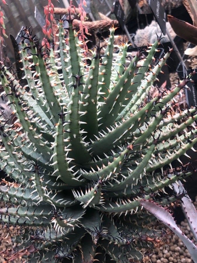 Aloe melanacantha leaf