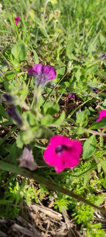 Petunia violacea leaf