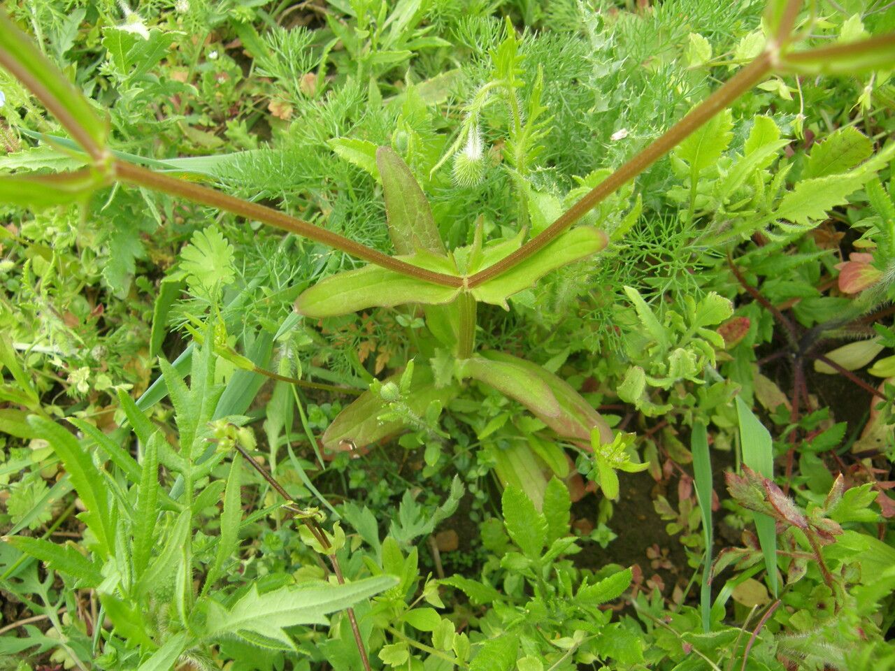 Valerianella dentata leaf