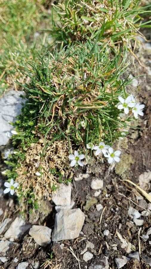 Arenaria ciliata habit
