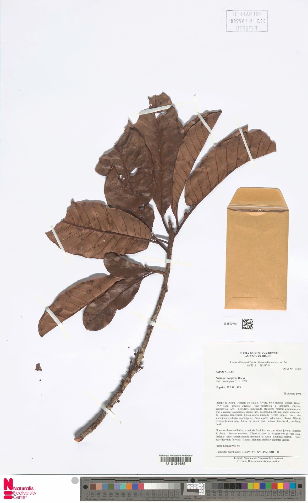 Pradosia decipiens — related species from the same genus