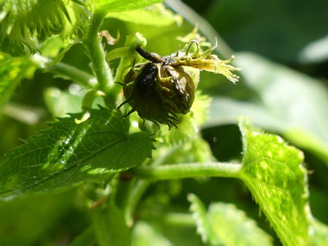 Tragia furialis fruit