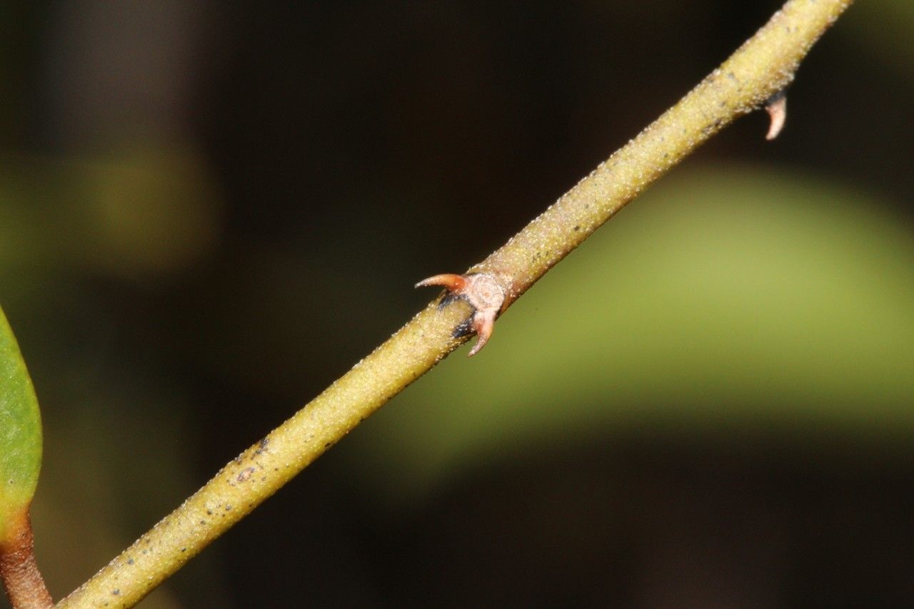 Capparis parvifolia bark