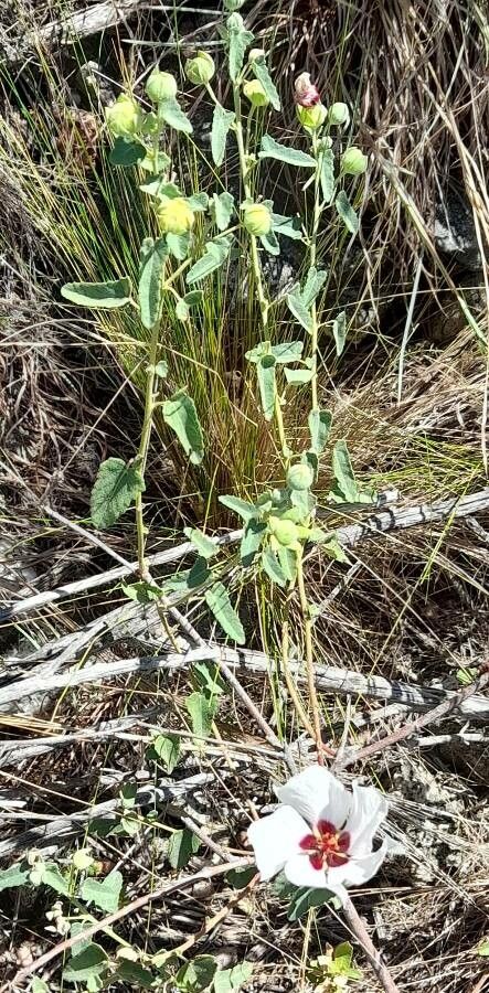 Pavonia aurigloba habit