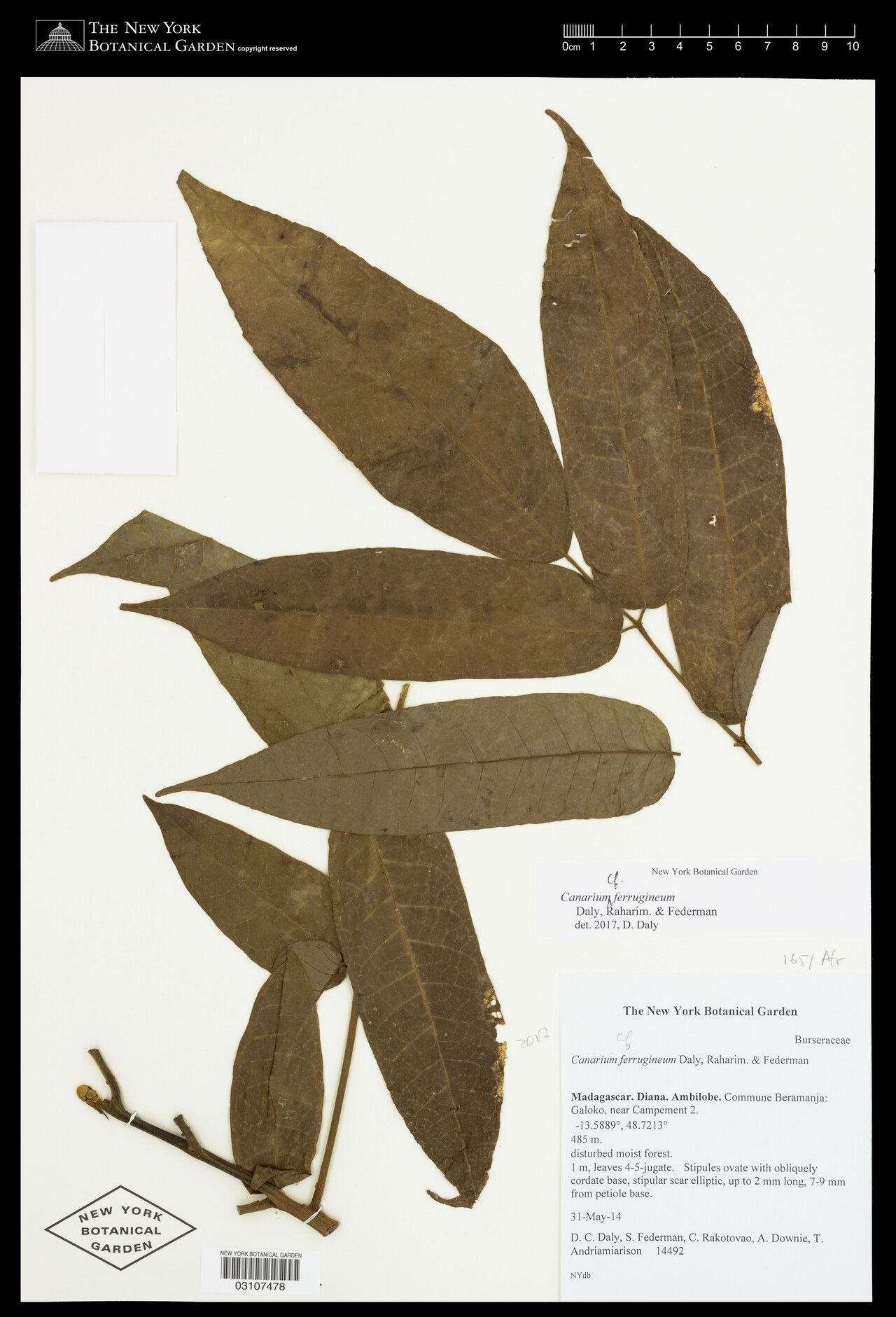 Canarium ferrugineum — search result for 'Canarium'