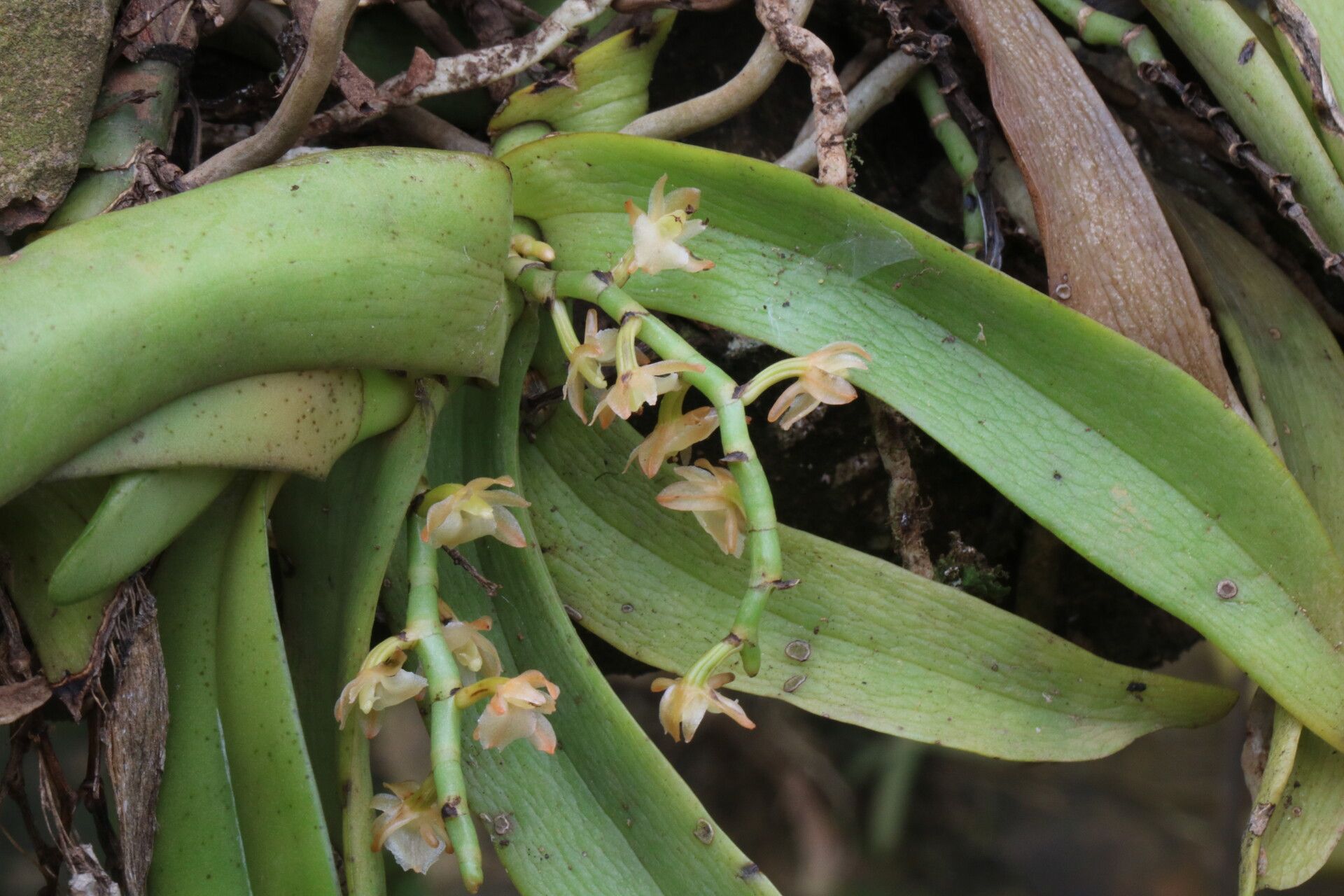 Diaphananthe divitiflora flower