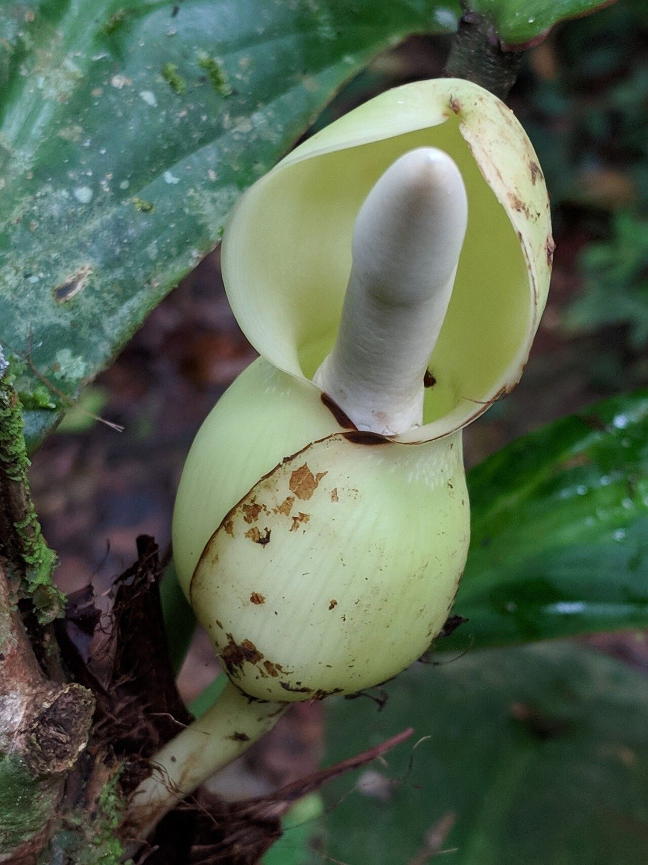 Philodendron wittianum fruit