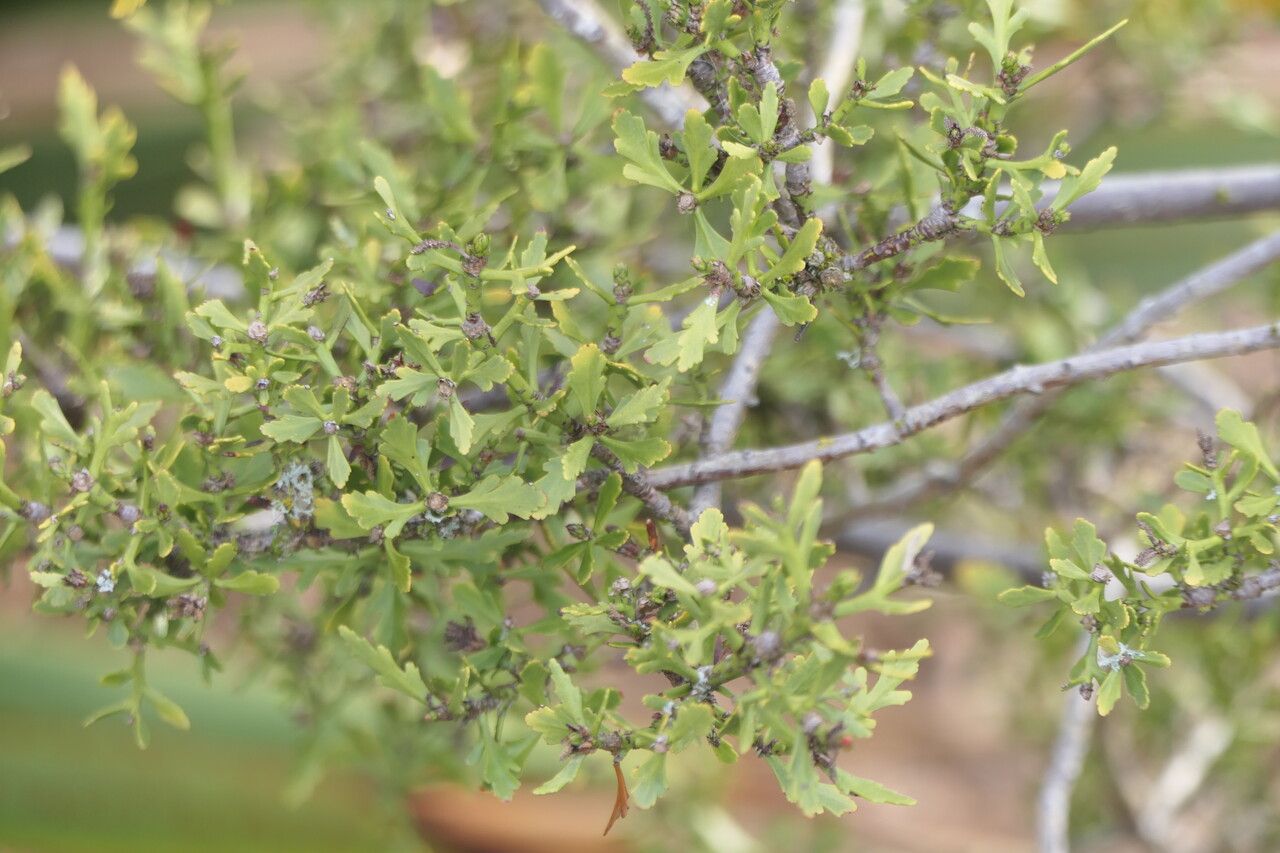 Phyllocladus trichomanoides — related species from the same genus