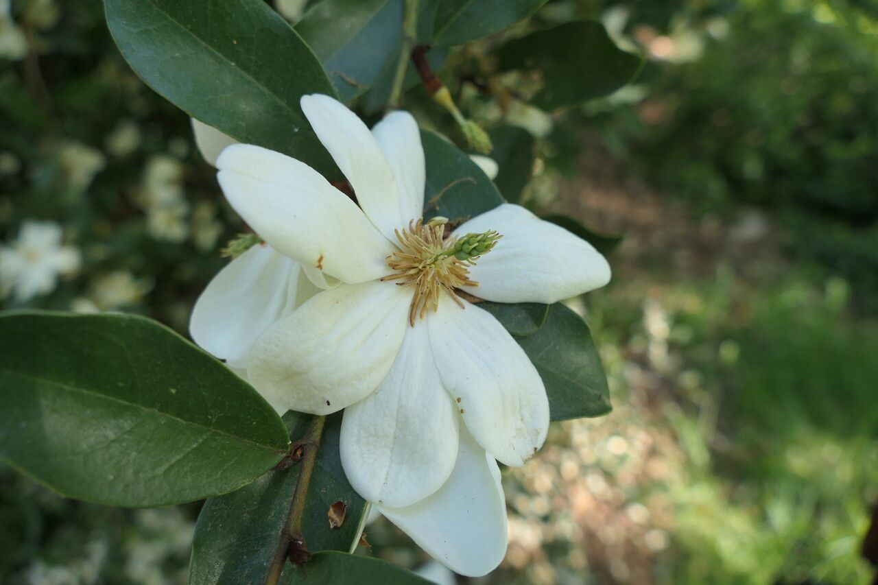 Magnolia laevifolia flower
