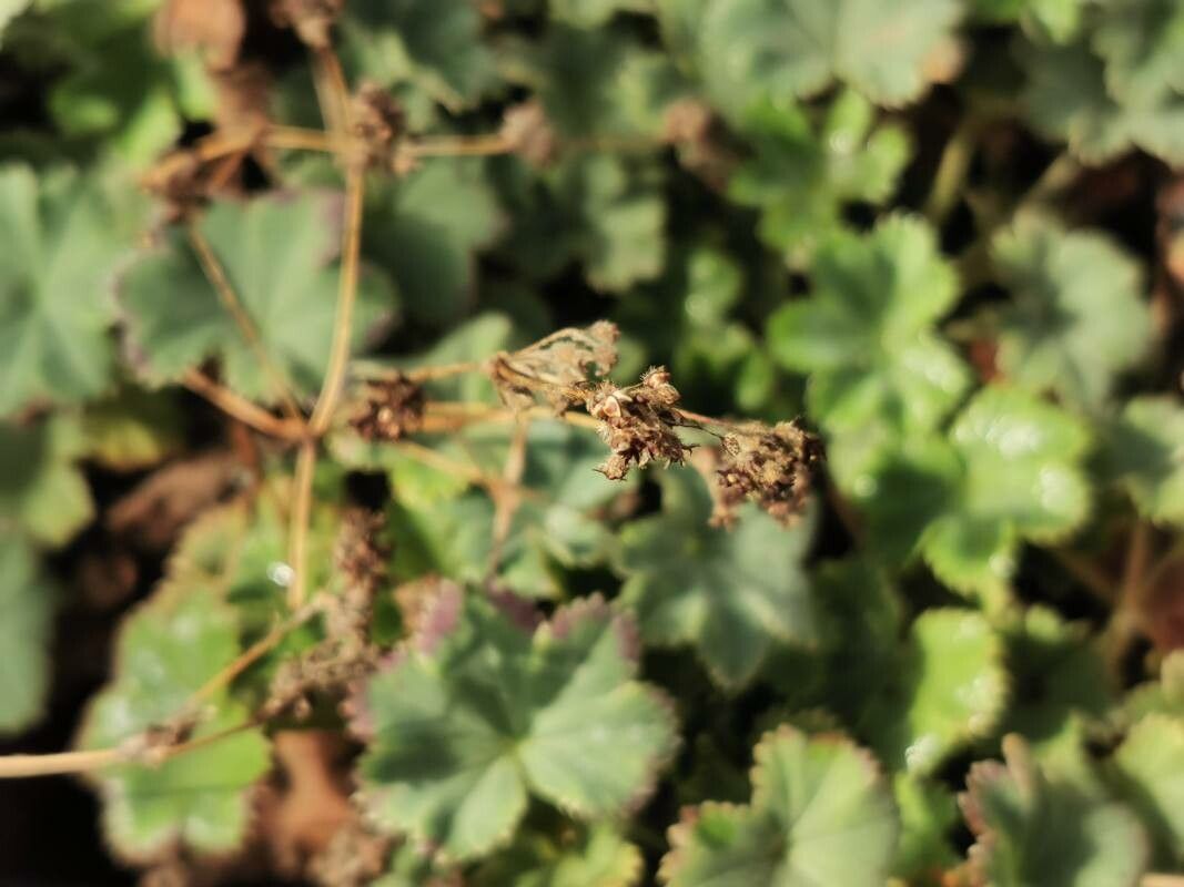 Alchemilla erythropoda fruit