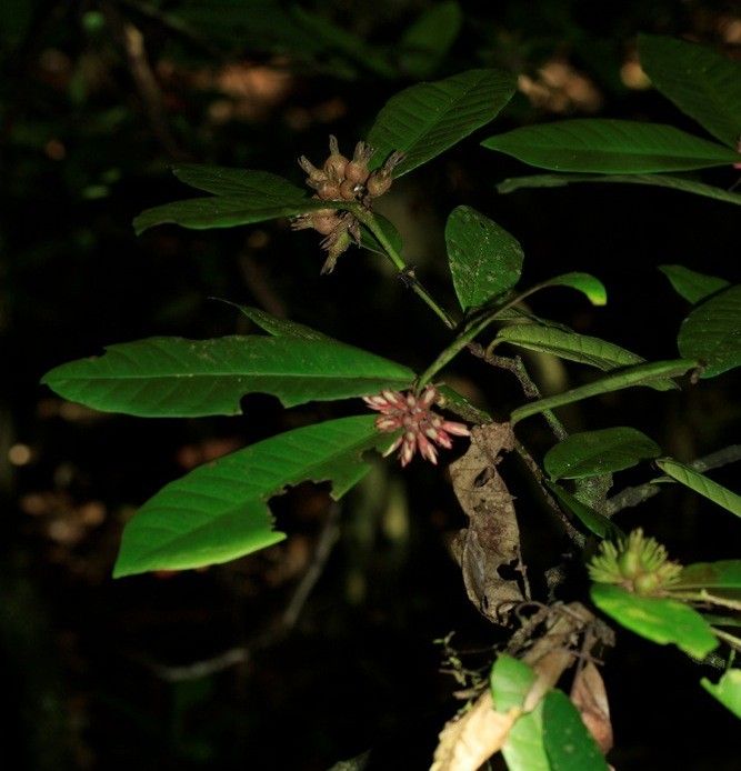 Ixora longiloba habit