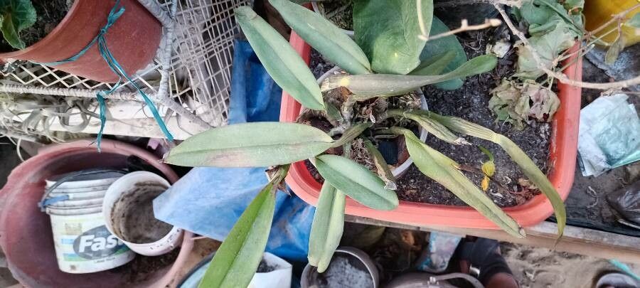 Cattleya warneri — search result for 'Cattleya'