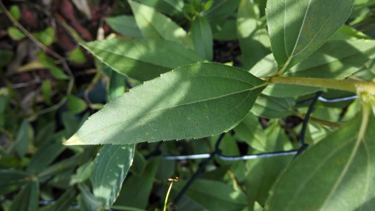 Helianthus × laetiflorus leaf