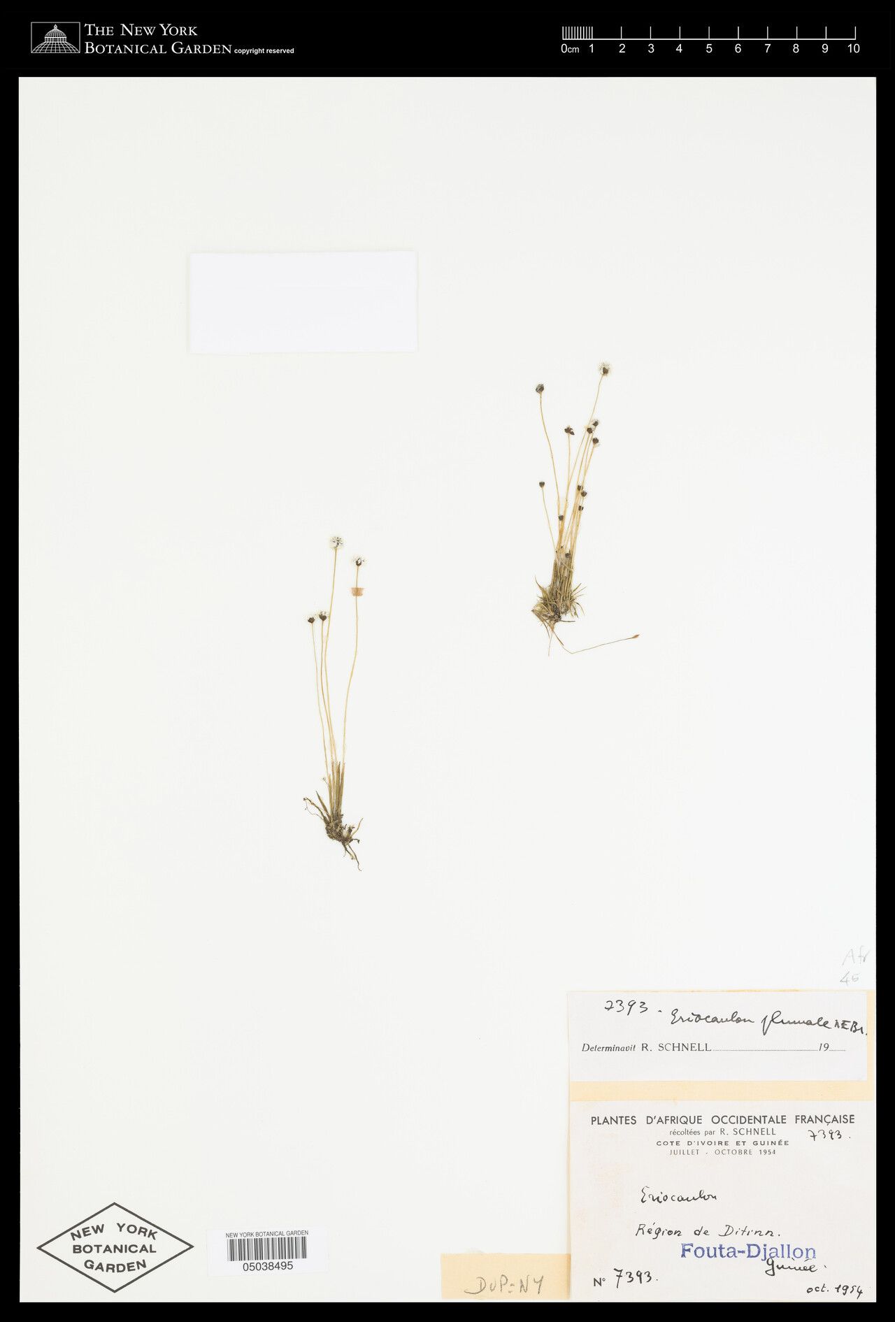 Eriocaulon parvicapitulatum — houseplant care guide