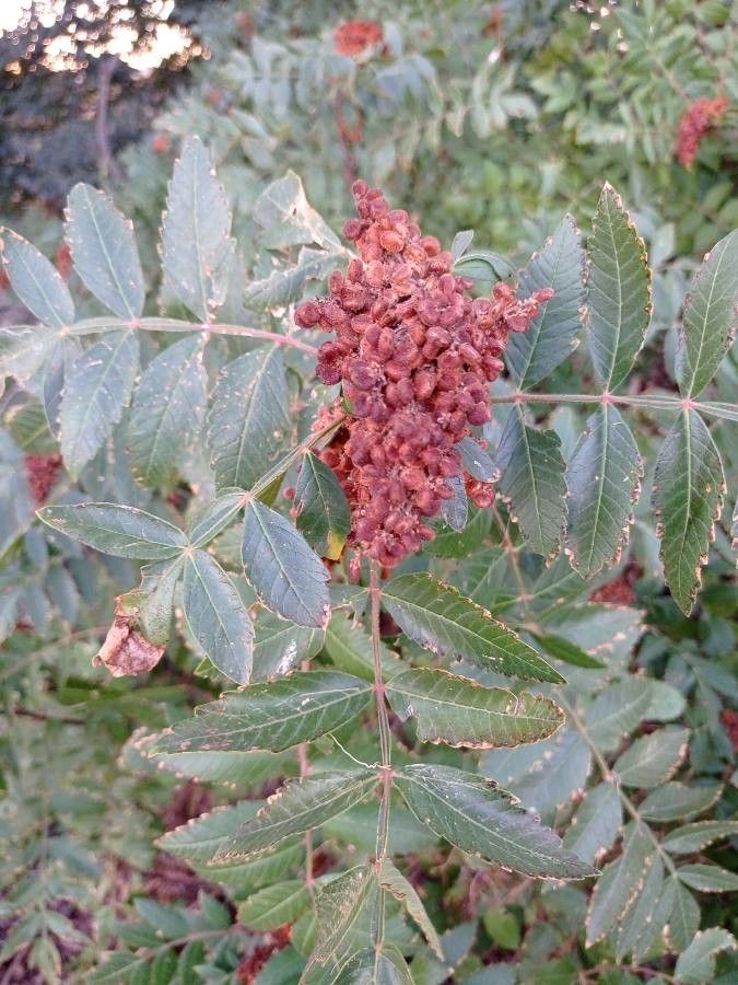 Rhus coriaria fruit