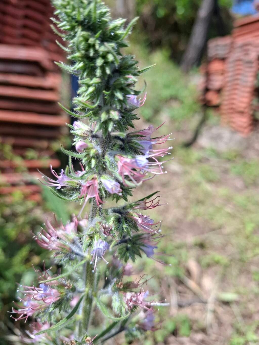 Echium lusitanicum flower