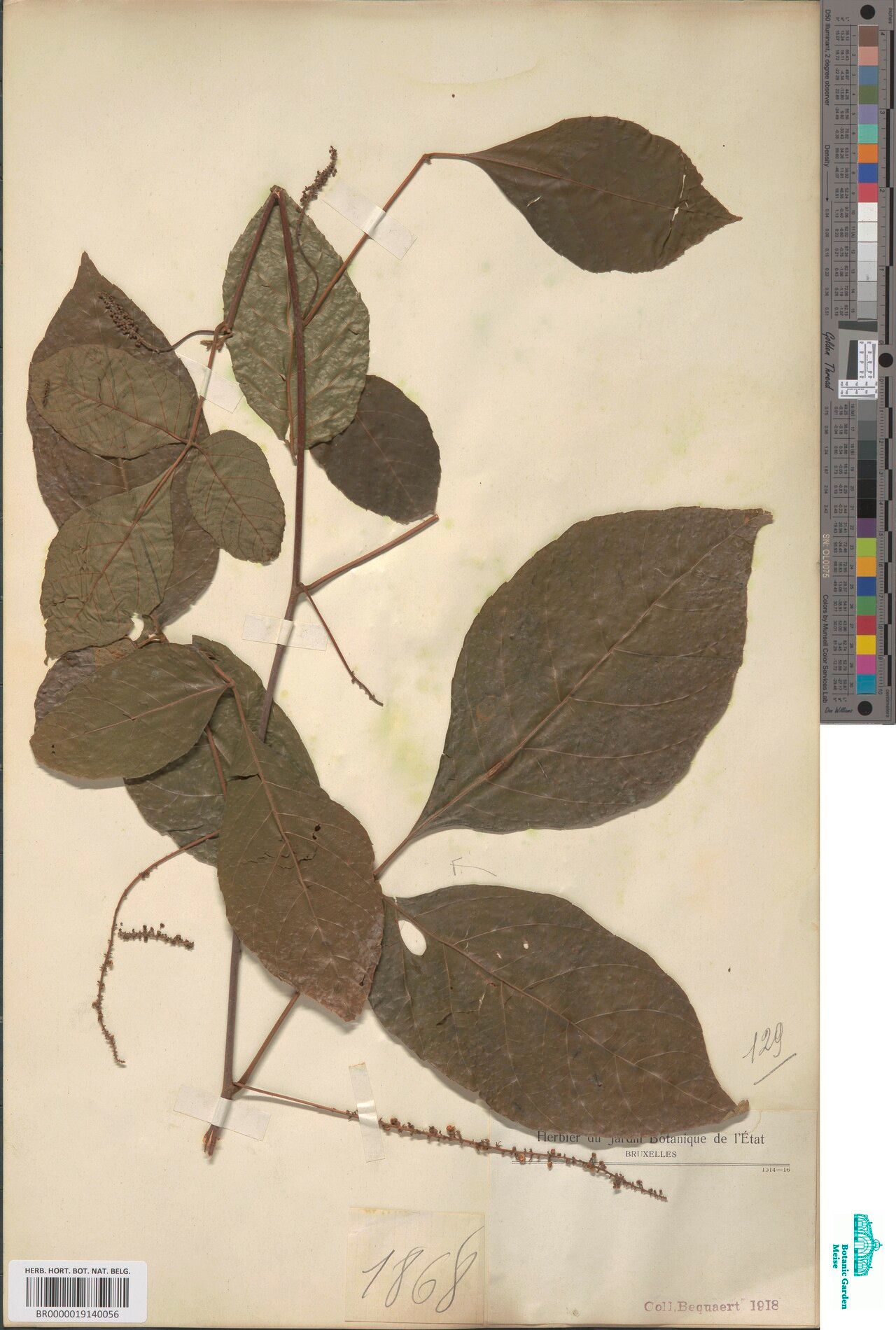 Allophylus lastoursvillensis — houseplant care guide