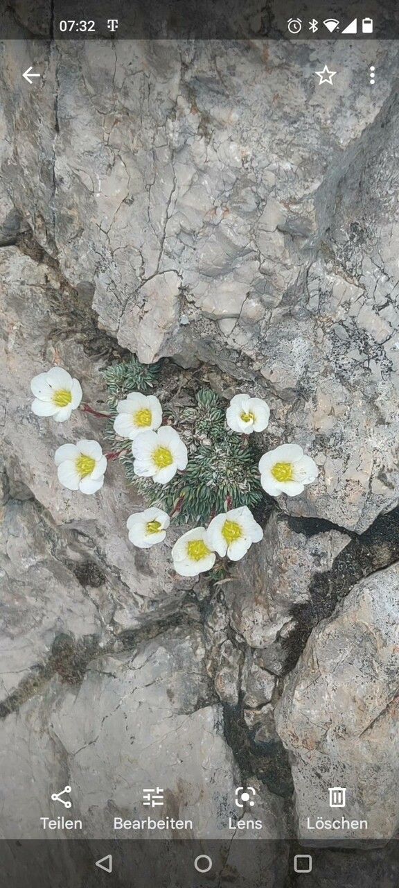 Saxifraga diapensioides flower