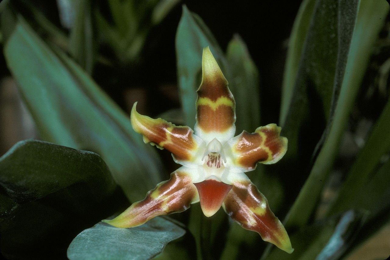 Huntleya lucida flower