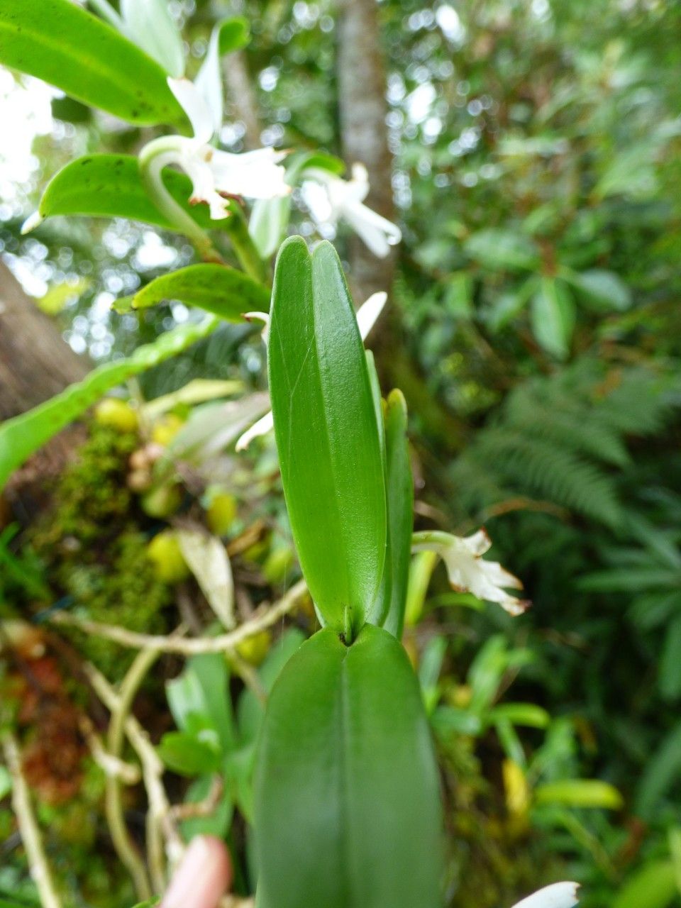 Jumellea rossii — houseplant care guide