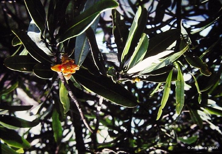 Zygogynum baillonii habit