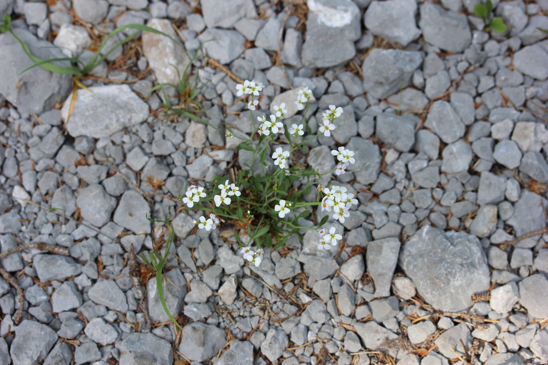 Arabidopsis croatica flower