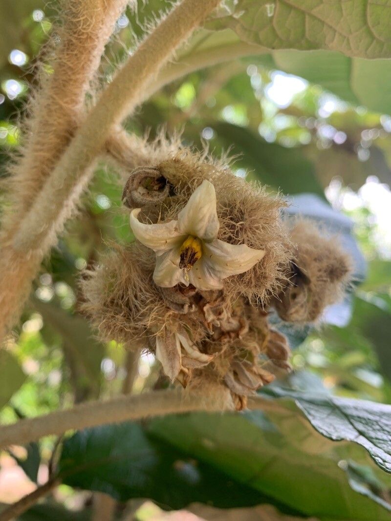 Solanum cernuum flower
