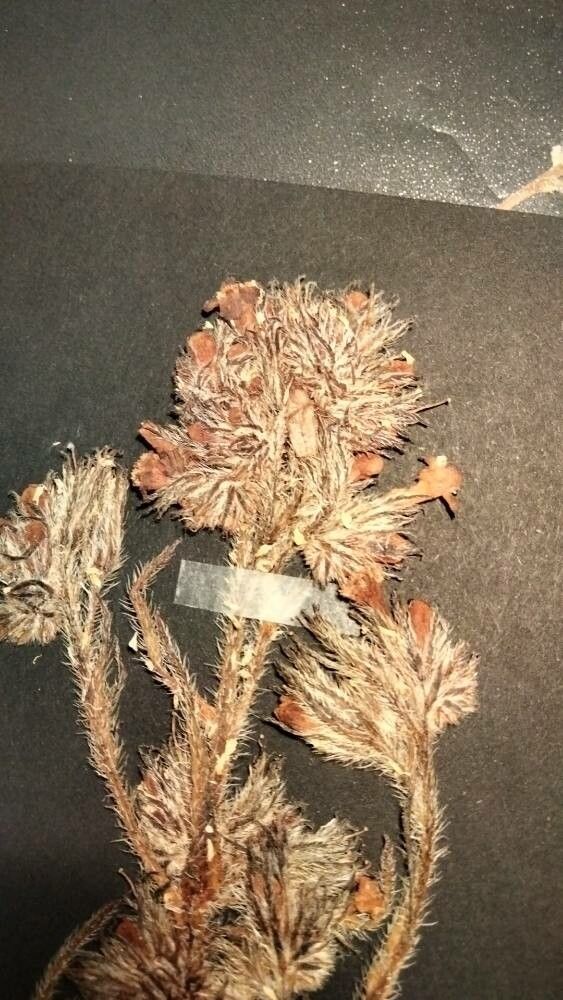 Anchusa leptophylla flower