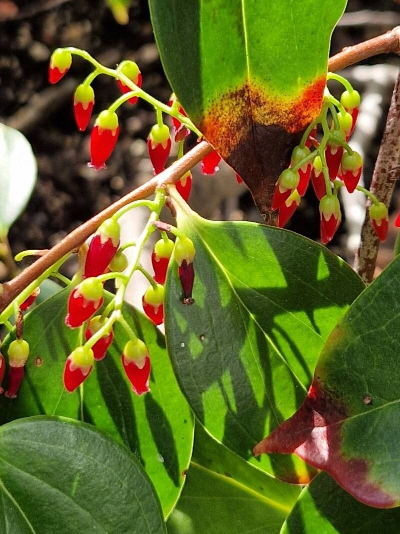 Vaccinium striicaule flower