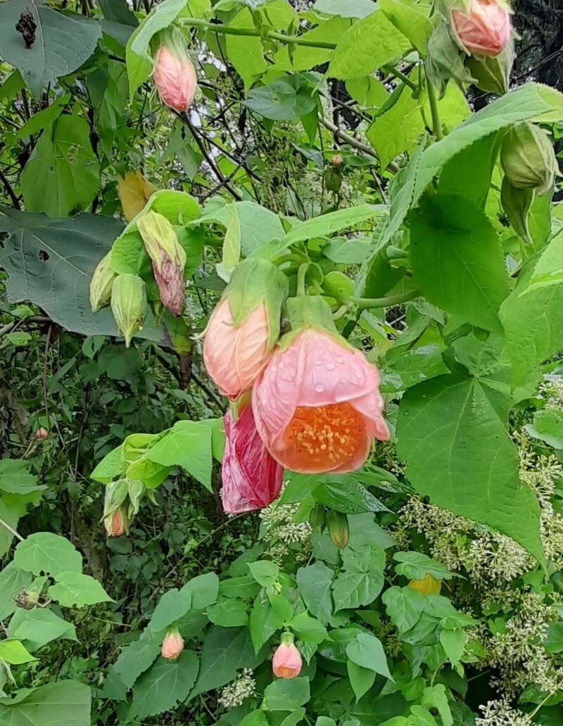 Abutilon jujuyense flower