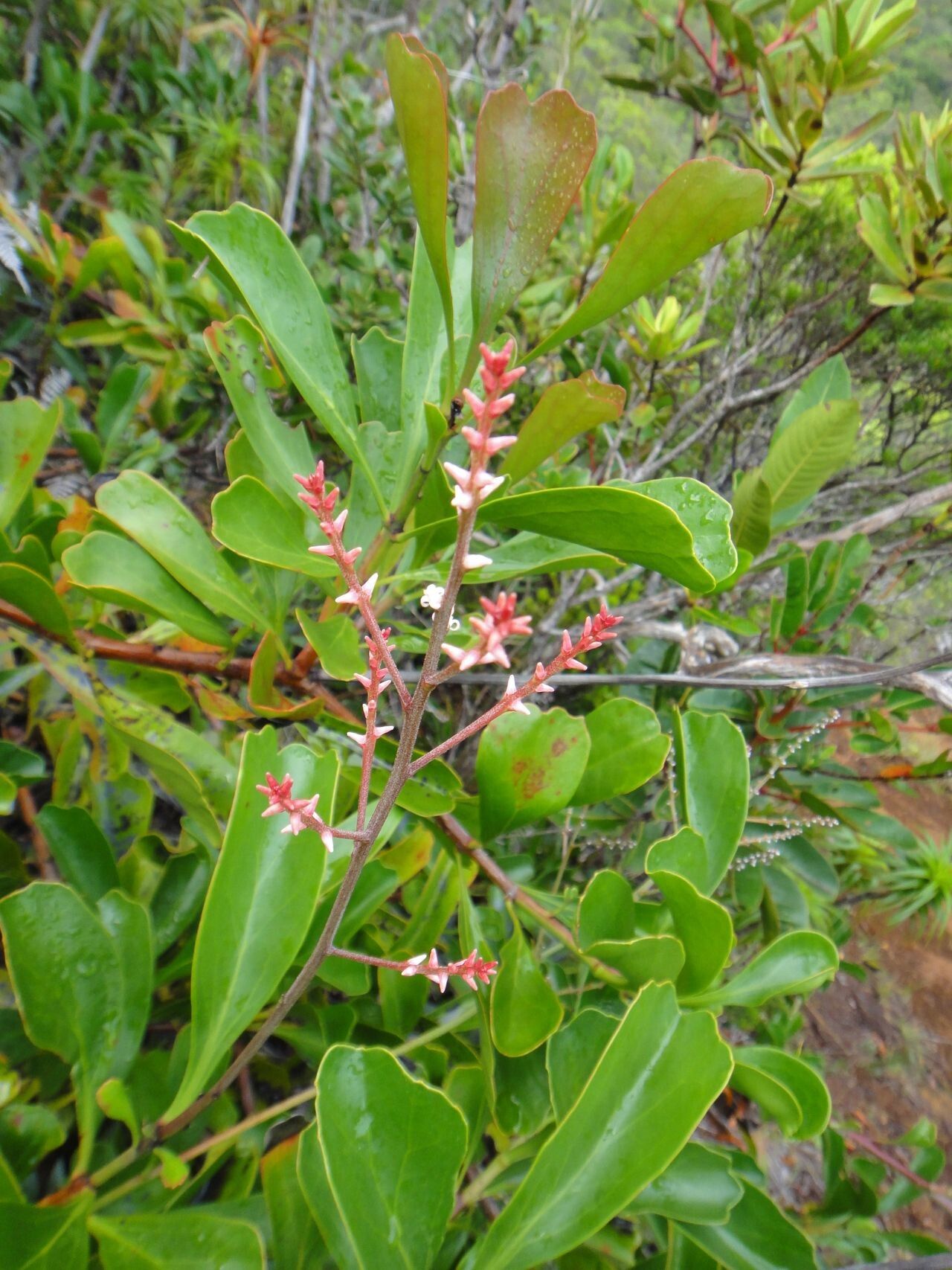 Beaupreopsis paniculata flower