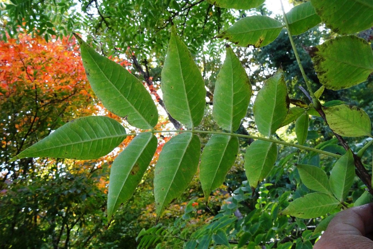 Phellodendron lavallei — houseplant care guide