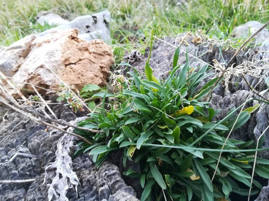 Erysimum bonannianum leaf