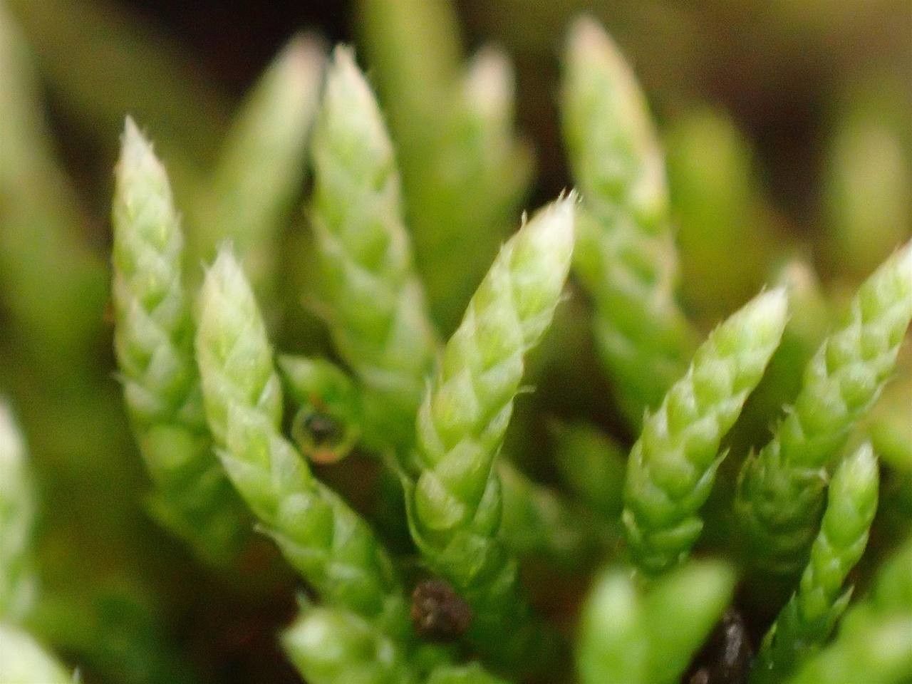 Bryum argenteum habit