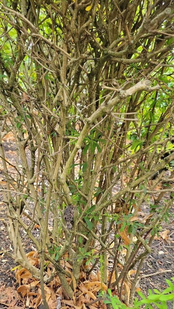 Berberis wilsoniae bark