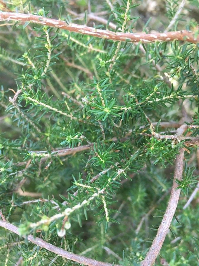 Erica manipuliflora — search result for 'Cyprus'