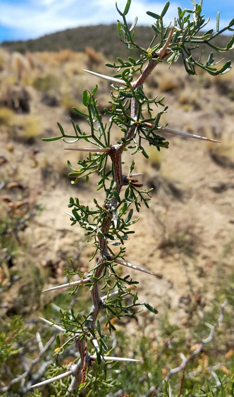 Prosopis denudans — search result for 'Prosopis'