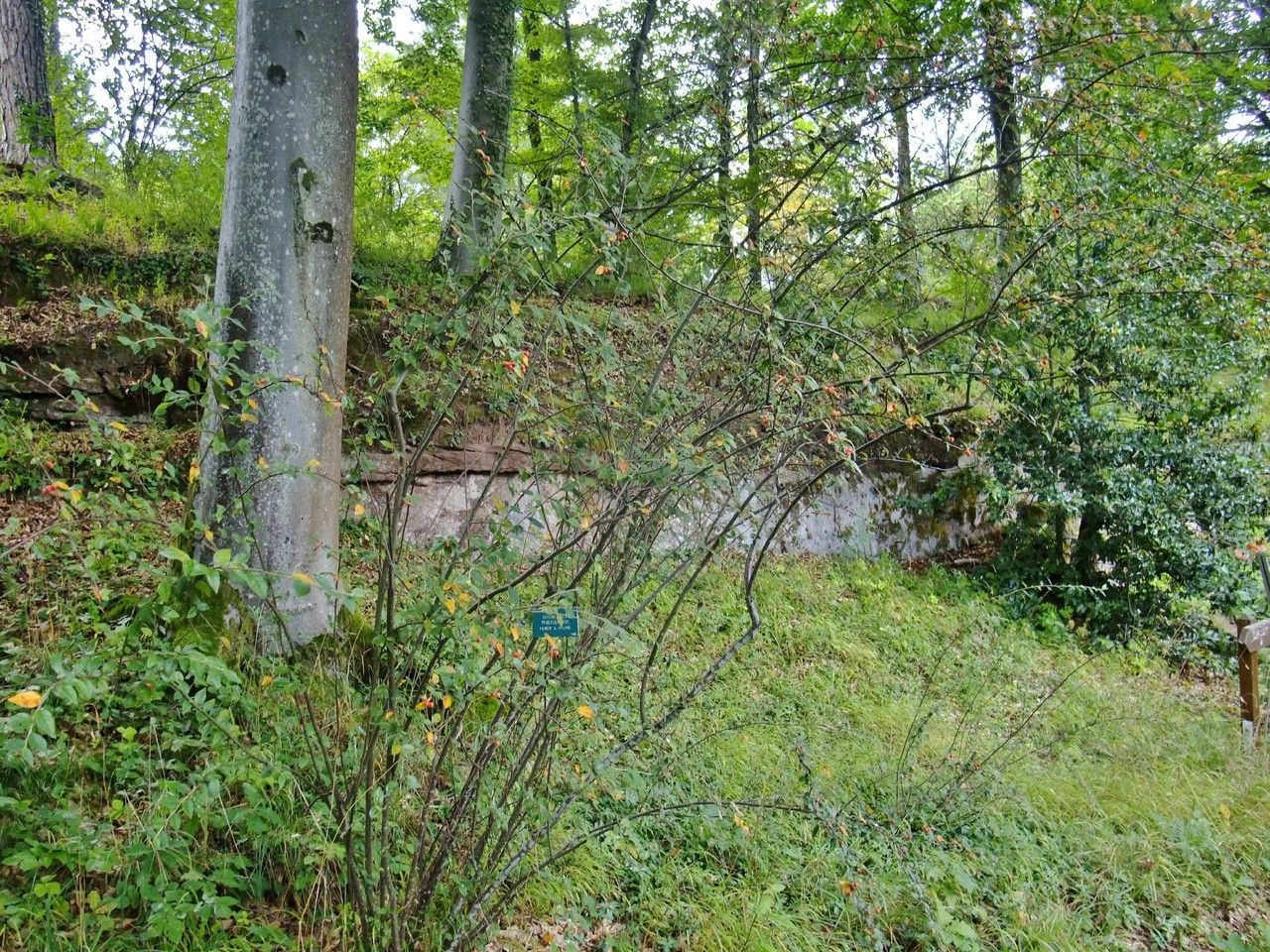 Cotoneaster tengyuehensis habit
